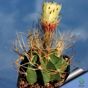 بذر کاکتوس آستروفیتوم کاپریکورن آرئوم (Astrophytum senilis aureum)