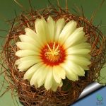 بذر کاکتوس آستروفیتوم کاپریکورن آرئوم (Astrophytum senilis aureum)
