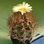 بذر کاکتوس آستروفیتوم کاپریکورن آرئوم (Astrophytum senilis aureum)