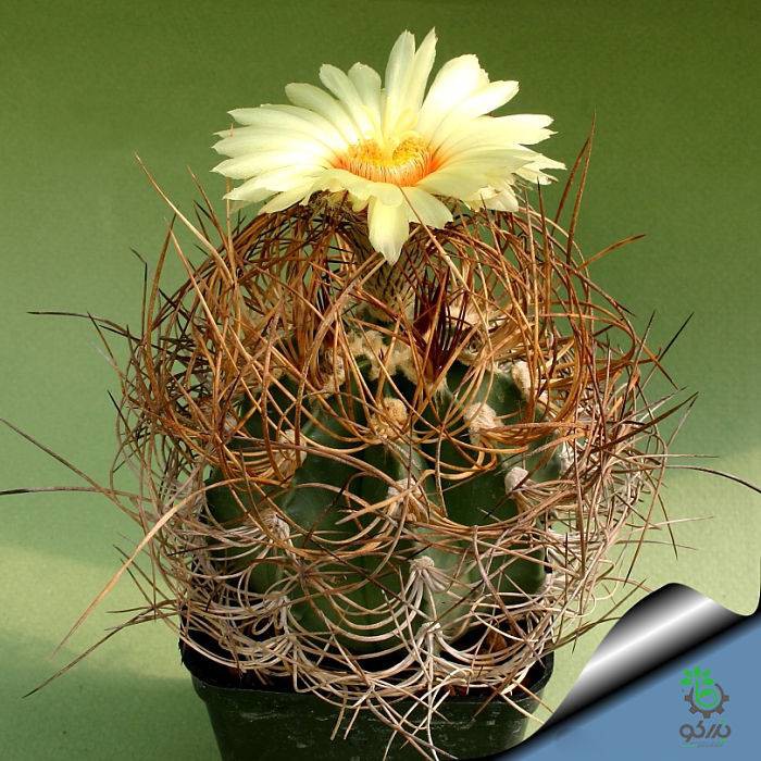 بذر کاکتوس آستروفیتوم کاپریکورن آرئوم (Astrophytum senilis aureum)