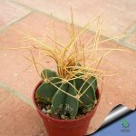 بذر کاکتوس آستروفیتوم کاپریکورن آرئوم (Astrophytum senilis aureum)