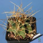 بذر کاکتوس آستروفیتوم کاپریکورن آرئوم (Astrophytum senilis aureum)
