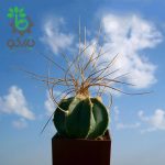 بذر کاکتوس آستروفیتوم کاپریکورن آرئوم (Astrophytum senilis aureum)