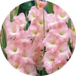پیاز گل گلایل هلندی رنگ مختلف (Gladiolus flower bulbs)
