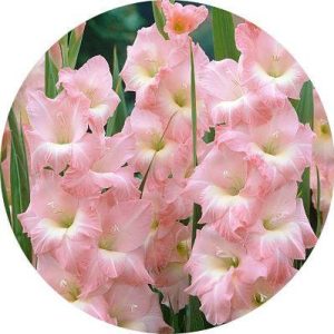 پیاز گل گلایل هلندی رنگ مختلف (Gladiolus flower bulbs)