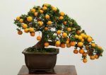 بذر Bonsai Orange  (پرتقال)
