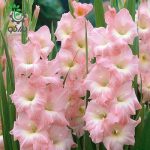 پیاز گل گلایل هلندی رنگ مختلف (Gladiolus flower bulbs)