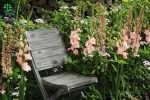 پیاز گل گلایل هلندی رنگ مختلف (Gladiolus flower bulbs)