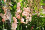 پیاز گل گلایل هلندی رنگ مختلف (Gladiolus flower bulbs)