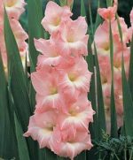 پیاز گل گلایل هلندی رنگ مختلف (Gladiolus flower bulbs)