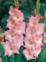 پیاز گل گلایل هلندی رنگ مختلف (Gladiolus flower bulbs)