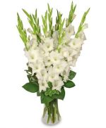 پیاز گل گلایل هلندی رنگ مختلف (Gladiolus flower bulbs)