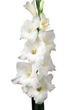 پیاز گل گلایل هلندی رنگ مختلف (Gladiolus flower bulbs)