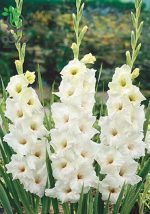 پیاز گل گلایل هلندی رنگ مختلف (Gladiolus flower bulbs)