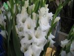 پیاز گل گلایل هلندی رنگ مختلف (Gladiolus flower bulbs)