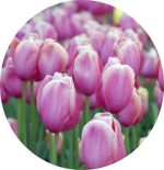 پیاز گل لاله هلندی صورتی (Triumph Holland Beauty Tulip Flower Bulb)