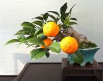 بذر Bonsai Orange  (پرتقال)