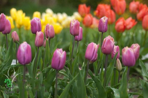 پیاز گل لاله هلندی صورتی (Triumph Holland Beauty Tulip Flower Bulb)