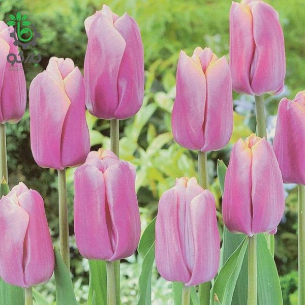 پیاز گل لاله هلندی صورتی (Triumph Holland Beauty Tulip Flower Bulb)
