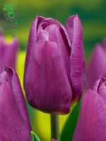 پیاز گل لاله هلندی بنفش (Triumph Copex Tulip Flower Bulb)