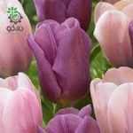 پیاز گل لاله هلندی بنفش (Triumph Copex Tulip Flower Bulb)