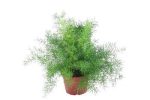 بذر گیاه شویدی یا مارچوبه زینتی (SPRENGERI ASPARAGUS FERN)