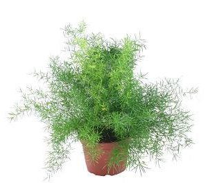 بذر گیاه شویدی یا مارچوبه زینتی (SPRENGERI ASPARAGUS FERN)