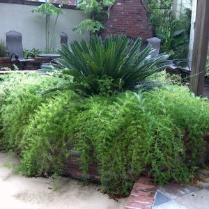 بذر گیاه شویدی یا مارچوبه زینتی (SPRENGERI ASPARAGUS FERN)