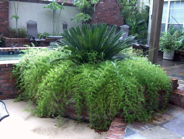 بذر گیاه شویدی یا مارچوبه زینتی (SPRENGERI ASPARAGUS FERN)
