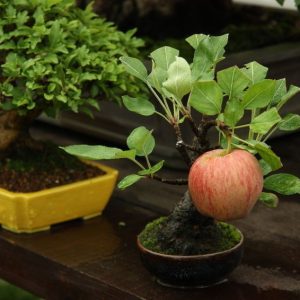 بذر Apple Bonsai (سیب)