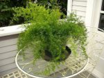 بذر گیاه شویدی یا مارچوبه زینتی (SPRENGERI ASPARAGUS FERN)