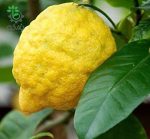 بذر میوه Citrus medica citron (بالنگ یا بالنجو)