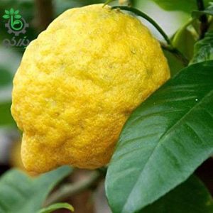 بذر میوه Citrus medica citron (بالنگ یا بالنجو)