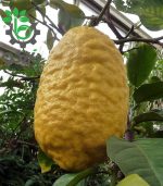 بذر میوه Citrus medica citron (بالنگ یا بالنجو)