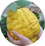 بذر میوه Citrus medica citron (بالنگ یا بالنجو)