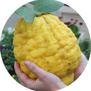 بذر میوه Citrus medica citron (بالنگ یا بالنجو)