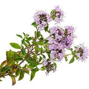 بذر گیاه آویشن باغی یا ولگار (Thymus Vulgaris L)