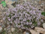 بذر گیاه آویشن باغی یا ولگار (Thymus Vulgaris L)