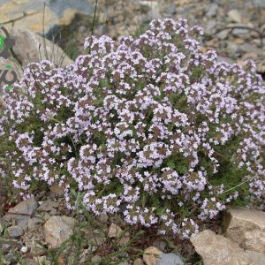 بذر گیاه آویشن باغی یا ولگار (Thymus Vulgaris L)