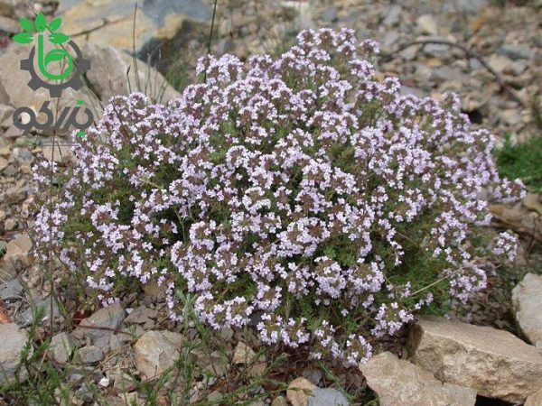 بذر گیاه آویشن باغی یا ولگار (Thymus Vulgaris L)