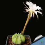 بذر کاکتوس اچینوپسیس سابدنوداتا (Echinopsis subdenudata)
