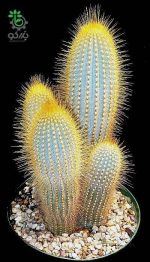 بذر کاکتوس میکرانتوسرئوس اِستِوسی (Micranthocereus estevesii)