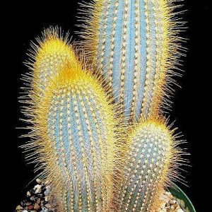 بذر کاکتوس میکرانتوسرئوس اِستِوسی (Micranthocereus estevesii)