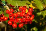 بذر میوه اورنج بری (Glycosmis pentaphylla)