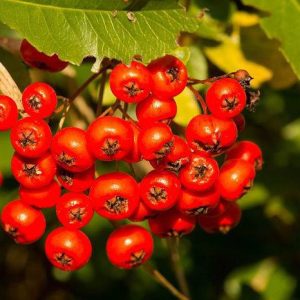 بذر میوه اورنج بری (Glycosmis pentaphylla)