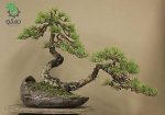 بذر درخت بونسای کاج سیاه (Pinus nigra)