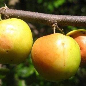 بذر میوه کنار درشت هندی Indian jujube (Ziziphus mauritiana)