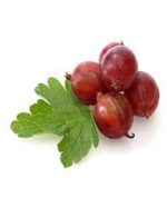 بذر میوه گوس بری  قرمز یا انگور فرنگی (Red Gooseberry)