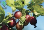 بذر میوه گوس بری  قرمز یا انگور فرنگی (Red Gooseberry)