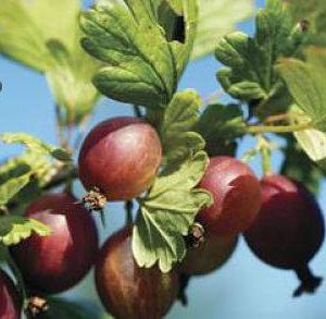 بذر میوه گوس بری  قرمز یا انگور فرنگی (Red Gooseberry)